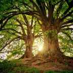 Whenever You See a Tree : Padma Venkatraman