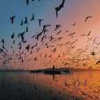 Migratory Birds : Nehal