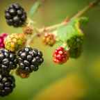 Blackberry-Picking By Seamus Heaney